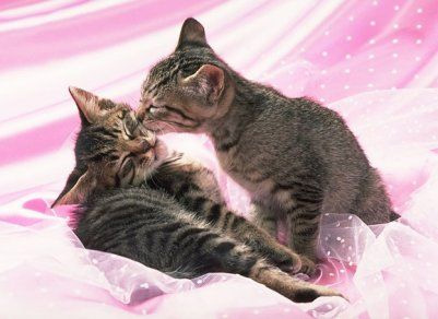 chats=cats